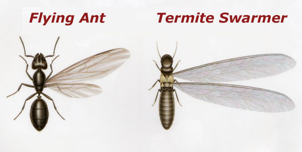 //bluejaytermiteandpest.com/wp-content/uploads/2018/03/termites.jpg